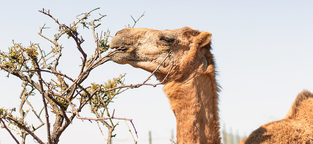 Camel-eating Salalah Travel Guide for Europeans - Complete Guide