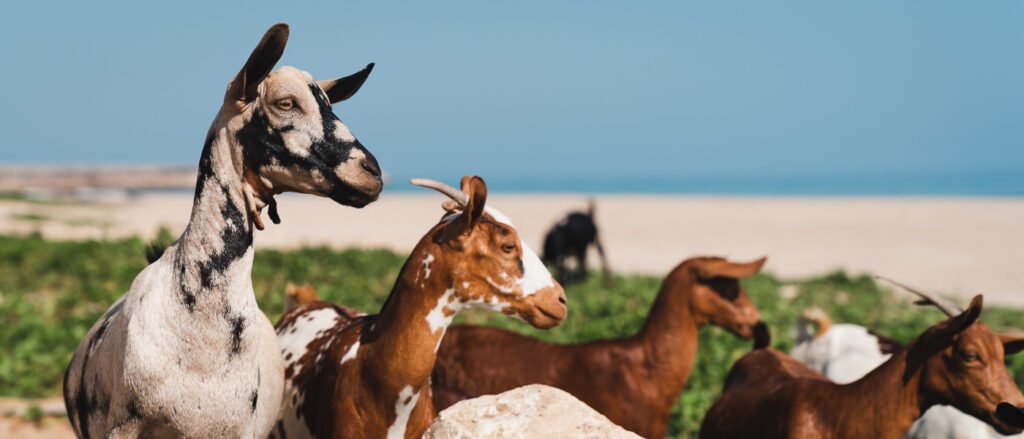 Salalah Travel Guide for Europeans - Complete Guide