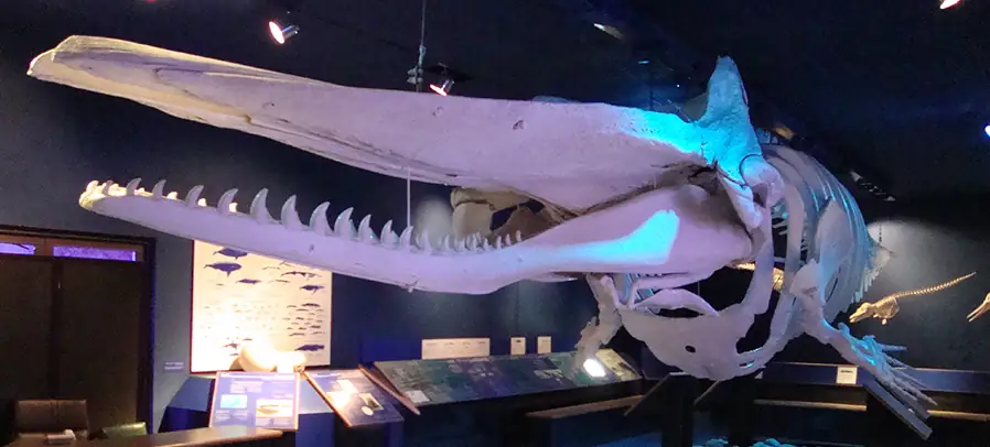 Things To Do In Salalah