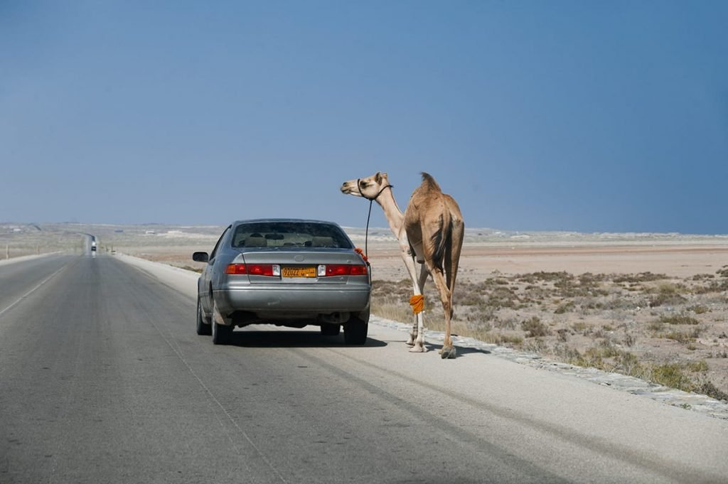 Dhofar road trip itinerary winter - Salalah Self Drive Itinerary Winter: The Ultimate Guide